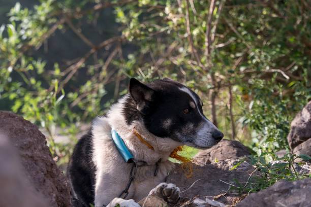 istock a black and white dog standing on a dirt patch near a tree 1492957895