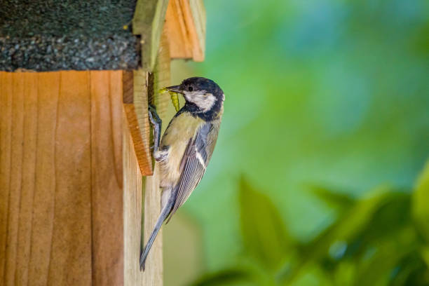 a bird feeds its offspring