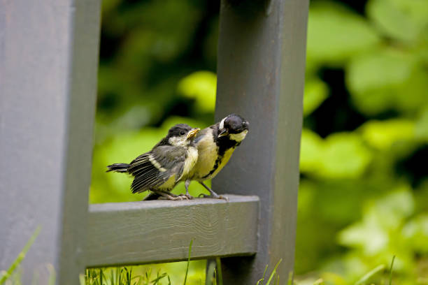 The Great (Parus major) is a species of bird in the Paridae family. It is the largest and most widespread species in Europe. In addition, their distribution area extends over the Middle East and through the temperate zone of Asia to the Far East.