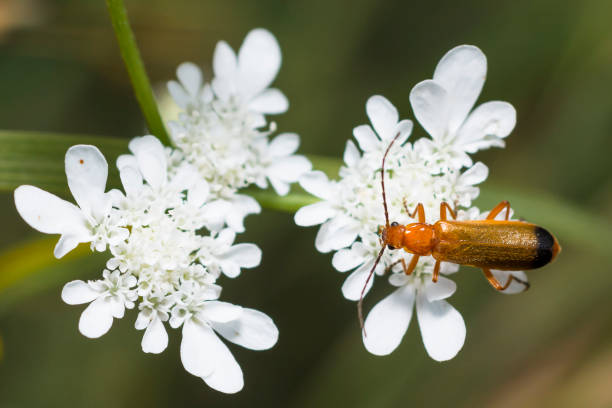 Common Red Soldier Beetle on white flower, Rhagonycha Fulva Selective focus on Common Red Soldier Beetle on white wild flower, Rhagonycha Fulva rhagonycha fulva stock pictures, royalty-free photos & images