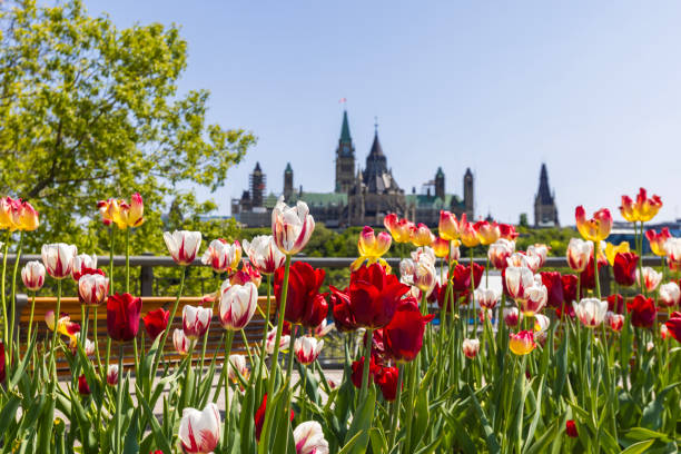 istock Ottawa during the tulips festival 1492959833
