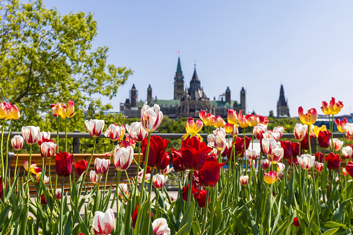 Ottawa during the tulips festival