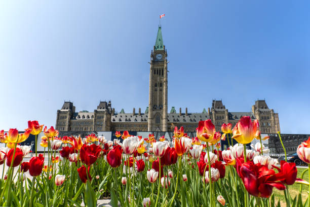 istock Ottawa during the tulips festival 1492960059