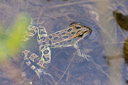 Northern Leopard Frog\nLithobates (Rana) pipiens