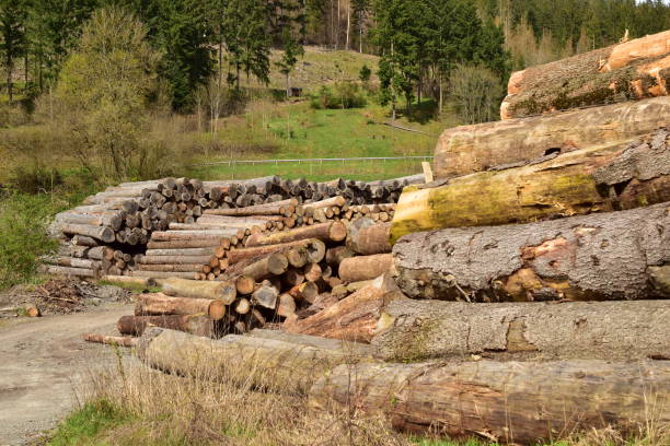 istock Pile of logs in a rural place 1492960090