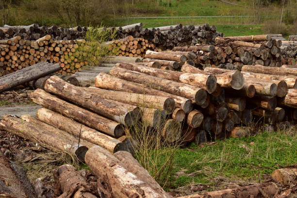 istock Pile of logs in a rural place 1492960113