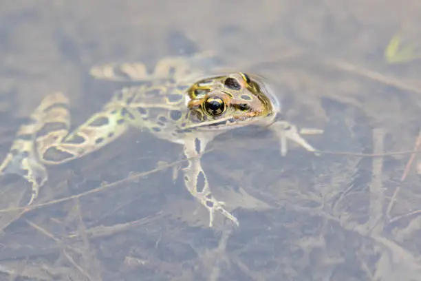 Photo of Northern Leopard Frog