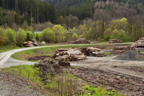 istock Pile of logs in a rural place 1492960268