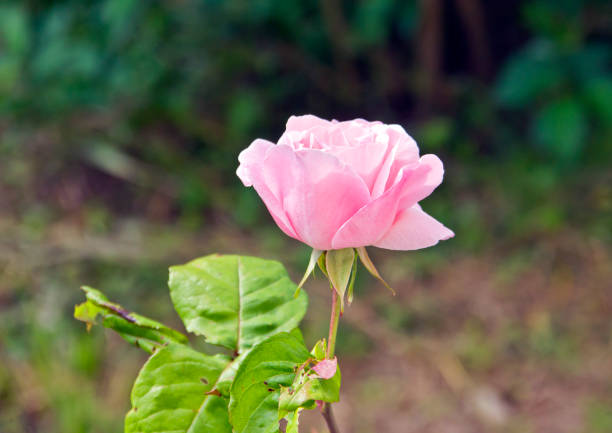 Beautiful rose flower bloom in the garden in spring in istanbul Turkey