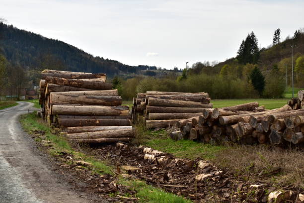 istock Pile of logs in a rural place 1492960359