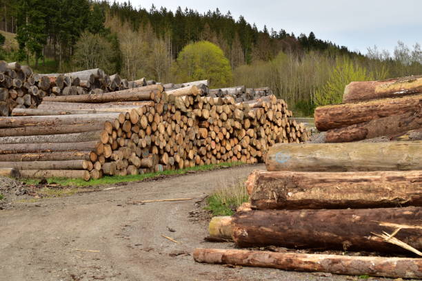 istock Pile of logs in a rural place 1492960483