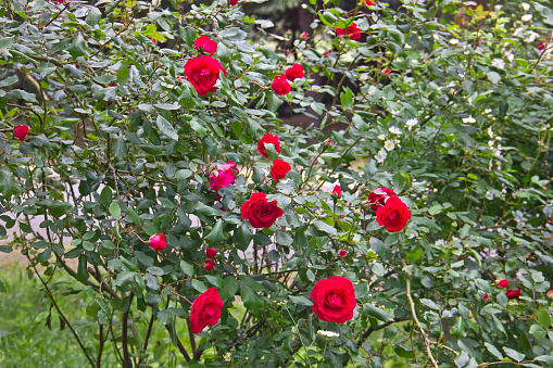 Rose bush with lots of pink roses in bloom, soft focus. Pink roses in garden. outdoors.