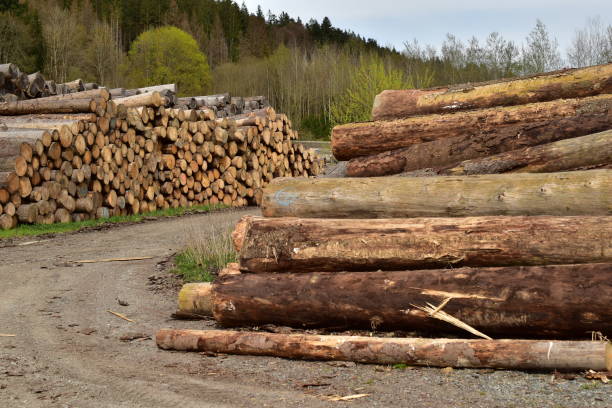 istock Pile of logs in a rural place 1492960555