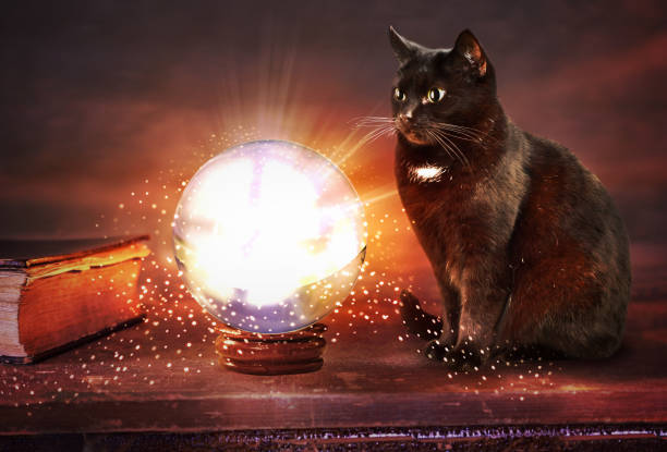 fortune teller medieval crystal ball with cat fortune teller crystal ball fate prophecy horoscope cat with clothes stock pictures, royalty-free photos & images