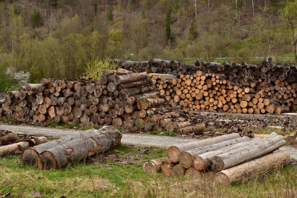 istock Pile of logs in a rural place 1492960897