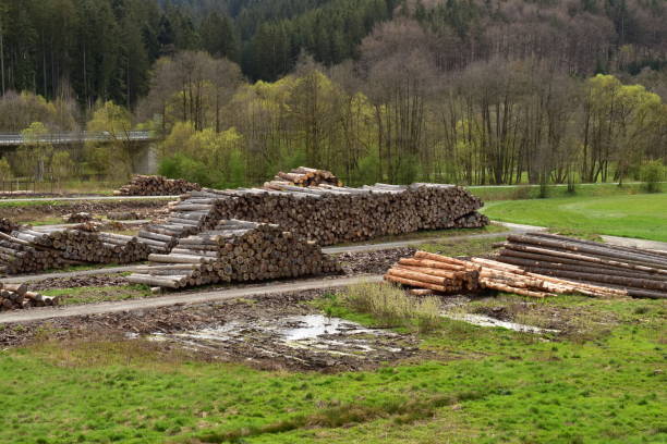 istock Pile of logs in a rural place 1492960985