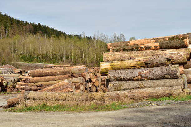 istock Pile of logs in a rural place 1492962107