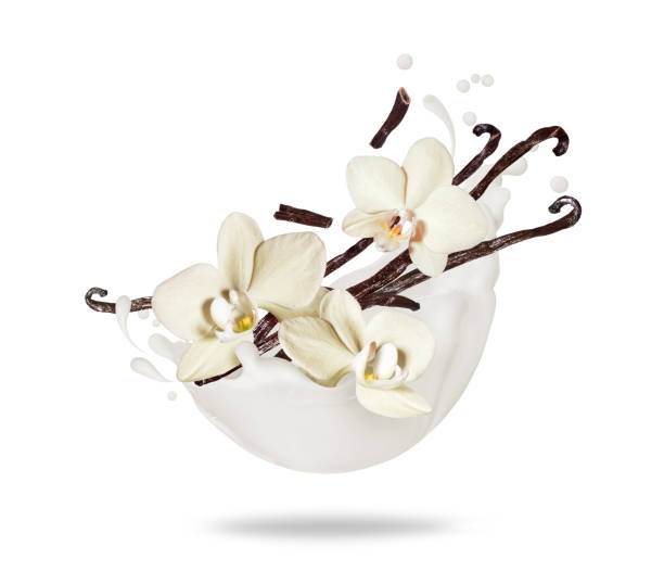 istock Dried vanilla sticks with flowers in milk splash isolated on white background 1492962115