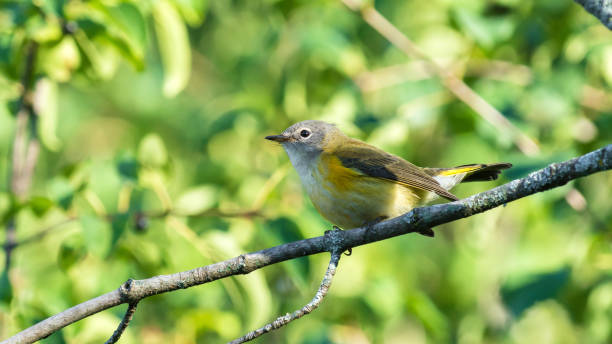 istock Female American Redstart perched on a branch, Setophaga Ruticilla 1492962201