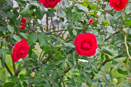 A cluster of red roses - Rosa damascena - in front of a white wall with a window - blurred background - different stages of blooming. Taken in Toronto, Canada.