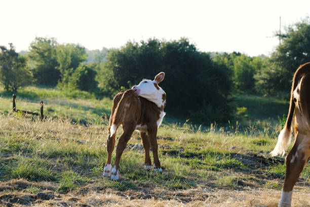 krowa cielęca hereford - field hereford cattle domestic cattle usa zdjęcia i obrazy z banku zdjęć