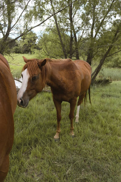istock Quarter horse mare in Texas summer field 1492963378
