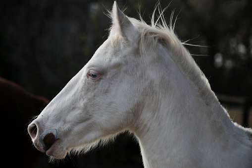 Friendly young white horse face closeup on Texas farm outdoors.