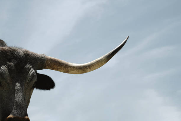 istock Texas longhorn cow horn 1492963390