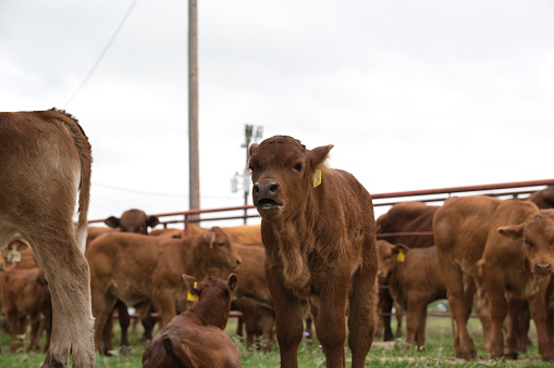 Beefmaster calves on cattle ranch in pen closeup as beef herd.