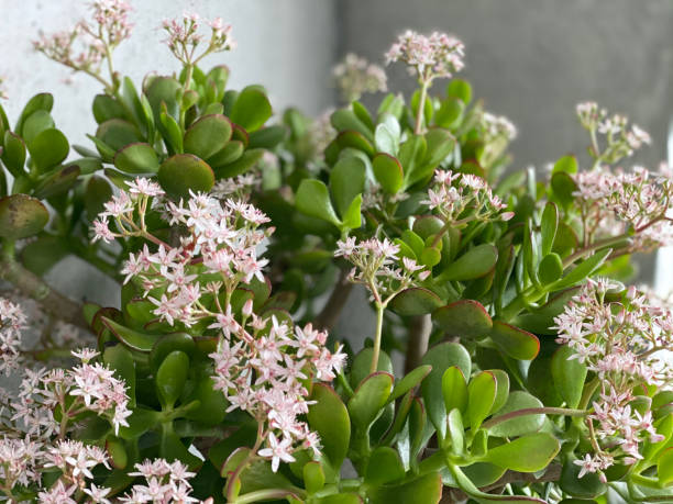 Flowering jade plant Blossoms on a succulent jade plant stock pictures, royalty-free photos & images