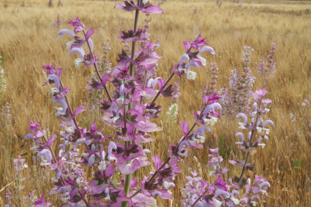 Sage, clary sage stock photo