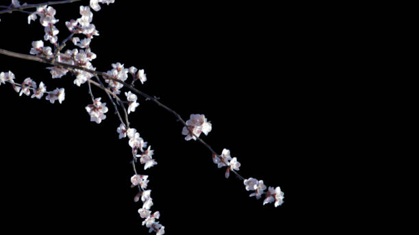 istock Several light white pink peach blossoms blooming on a tree branch isolated on transparent background. 1492965603