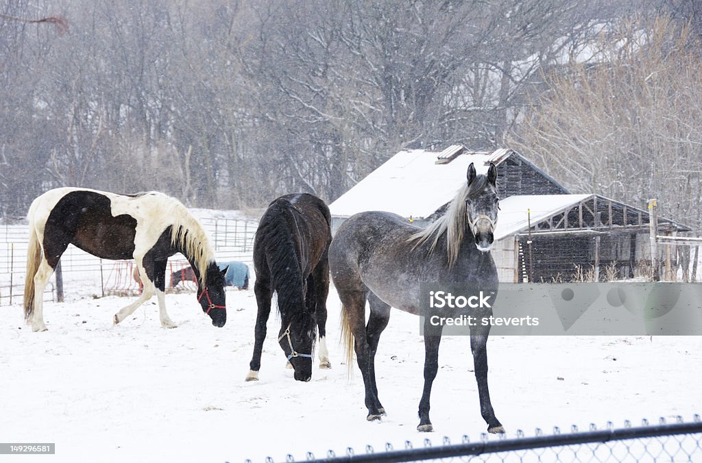 Cavalos na neve - Foto de stock de Abrigo de Jardim royalty-free