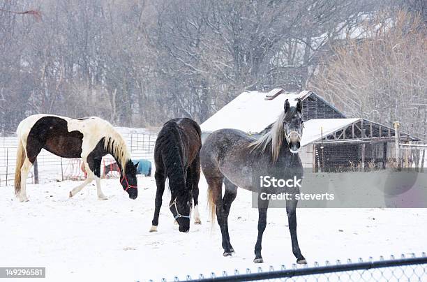 Foto de Cavalos Na Neve e mais fotos de stock de Abrigo de Jardim - Abrigo de Jardim, Animal de Fazenda, Animal doméstico
