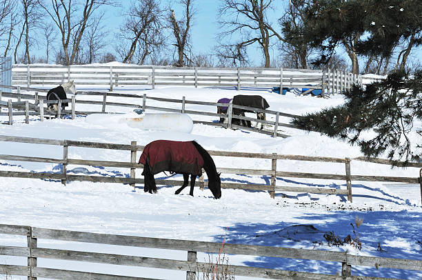 istock Horses and Fences 149296585