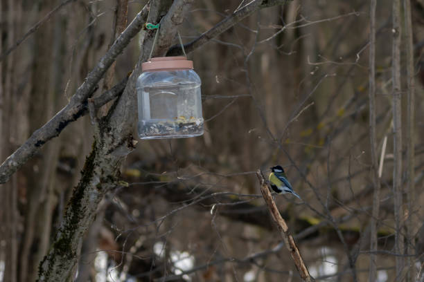 istock Great tit sits by bird feeder 1492965999