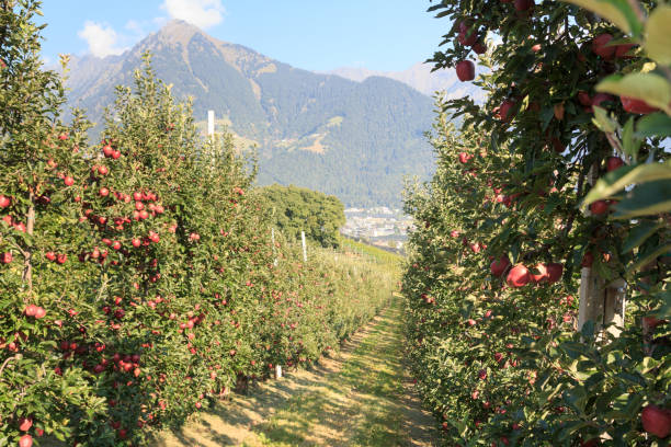 사과 나무와 산 파노라마 티롤, 사우스 티롤, 이탈리아 - south tyrolean apple 뉴스 사진 이미지
