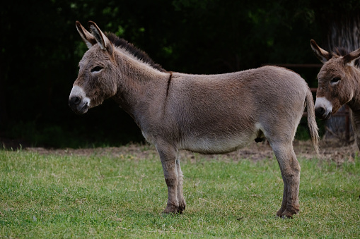 Mini donkey in rural Texas farm field with copy space on background