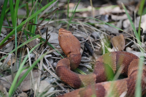Copperhead snake in nature Venomous Copperhead snake in grass field of Texas closeup for danger concept with selective focus. southern copperhead stock pictures, royalty-free photos & images