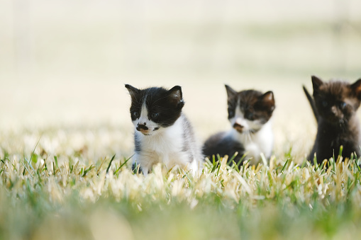 Kittens in outdoor grass with blurred background, exploring outdoors in new life.