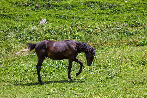 istock brown horse stands on bright green grass 1492967493