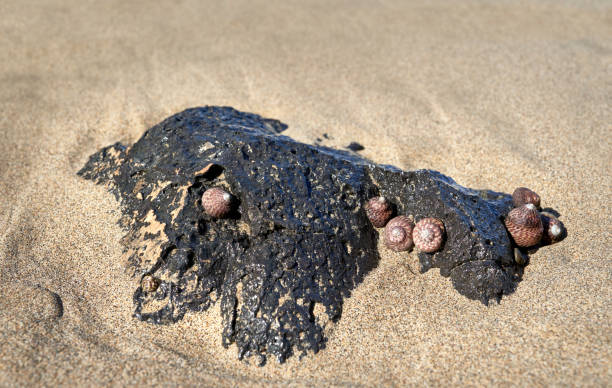 작은 바위에 여러 개의 붉은 베이지 색 달팽이 (phorcus sauciatus) - fuerteventura - sea snail 뉴스 사진 이미지