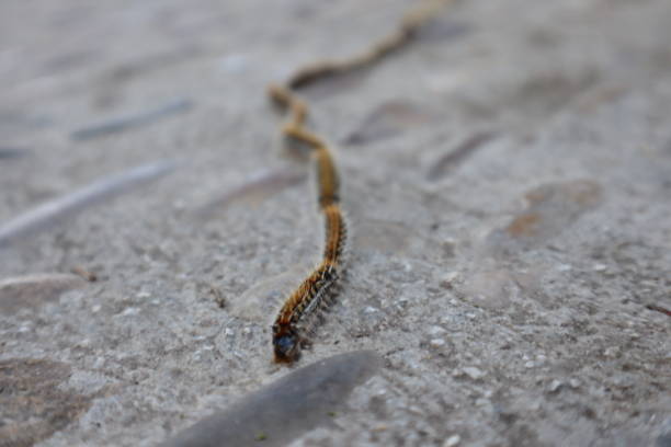 istock Caterpillars Crawling in a Line on Stone Floor 1492969256