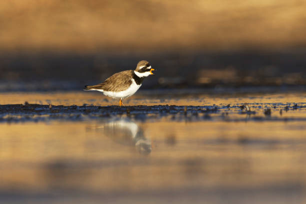 istock Common ringed plover or ringed plover (Charadrius hiaticula) calling in the wetlands in spring. 1492969427