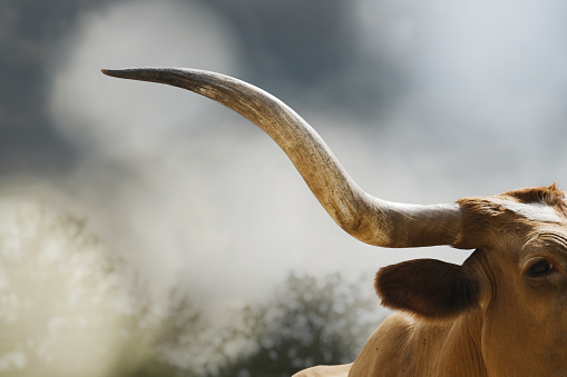 Texas longhorn cow with blurred bokeh background behind horn.