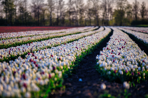 tulip field photographed in the north of holland in full bloom