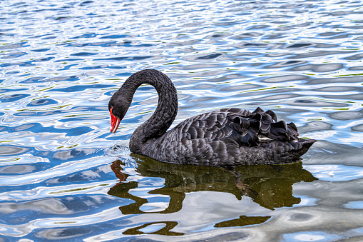 Black Swan on the water