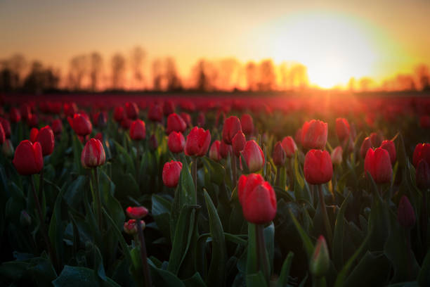 istock Sunset over the blooming tulip field in Poland 1492971561