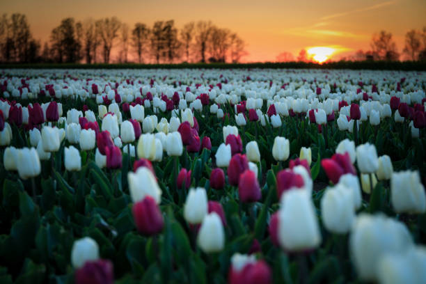 istock Sunset over the blooming tulip field in Poland 1492971704