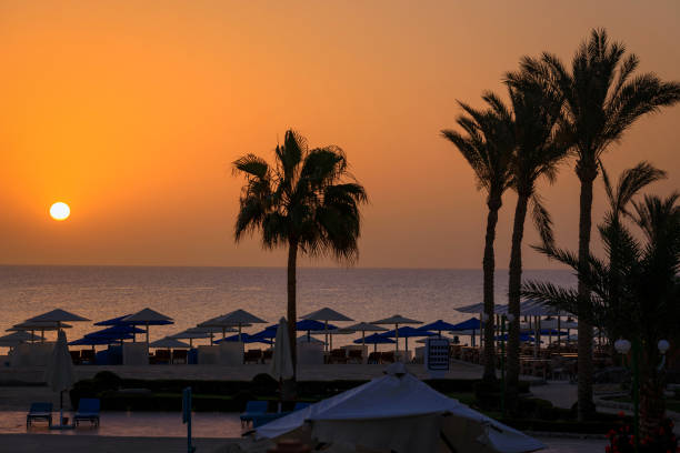 istock Palm trees by the Red Sea at sunrise, Egypt 1492971826